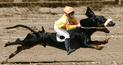 Wiener Dog Racing